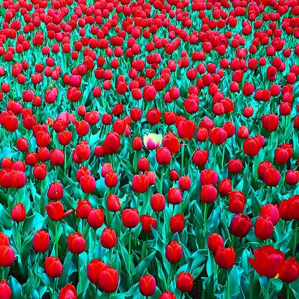 Delicate Flowers					
