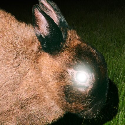 little image college radio